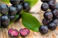 РЯБИНА Черноплодная семена 10 шт + Бонус + Рекомендации по посеву 10514