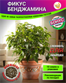 ФИКУС Бенджамина семена 10шт + Бонус + Рекомендации по посадке! 10517
