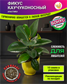 ФИКУС Каучуконосный семена 10шт + Бонус + Рекомендации по посадке! 10518