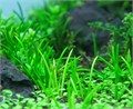 Литторелла Унифлора семена 20шт + Бонус + Рекомендации по проращиванию БЕСПЛАТНО 10521