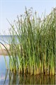 Камыш Табернемонтана семена 20шт + рекомендации по проращиванию + Подарок 10523