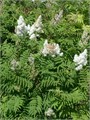 СПИРЕЯ Рябинолистная семена 20шт + Советы по Посеву + Подарок 10524