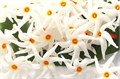 НИКТАНТЕС Ночной Жасмин семена 3 шт + Бонус + Рекомендации по проращиванию БЕСПЛАТНО 10525