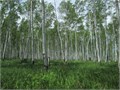 Береза Японская семена 20шт + Бонус + Рекомендации по проращиванию 10527