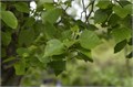 Береза Японская семена 20шт + Бонус + Рекомендации по проращиванию 10527