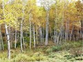 Береза Японская семена 20шт + Бонус + Рекомендации по проращиванию 10527