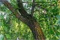 Береза Черная семена 20шт + Бонус + Рекомендации по проращиванию 10528