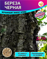 Береза Черная семена 20шт + Бонус + Рекомендации по проращиванию 10528