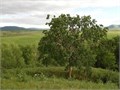 Береза Даурская семена 20шт + Бонус + Рекомендации по проращиванию 10530
