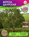 Береза Даурская семена 20шт + Бонус + Рекомендации по проращиванию 10530