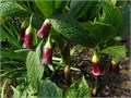 Индийский ЖЕНЬ-ШЕНЬ семена 10шт + Бонус + Рекомендации по посеву БЕСПЛАТНО! 10538