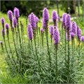 Лиатрис семена 20шт + Бонус + Рекомендации по посеву БЕСПЛАТНО! 10062