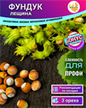 ФУНДУК лещина 3 шт ореха для посадки + Бонус + Рекомендации по проращиванию БЕСПЛАТНО 10540