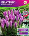Лиатрис семена 20шт + Бонус + Рекомендации по посеву БЕСПЛАТНО! 10062