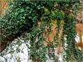 Плющ Обыкновенный Вечнозеленый Ягоды 5 шт + Бонус + Рекомендации по посеву БЕСПЛАТНО! 10543