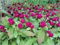Гомфрена Шаровидная Сухоцвет семена 10шт + Советы по Посеву + Подарок 10545