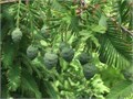 Метасеквойя МИШО-Семена для Бонсай 5 семян + Бонус + Рекомендации по посеву БЕСПЛАТНО! 10546