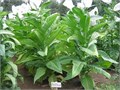 Табак CUBAN CRIOLLO 98 семена 50 шт + Бонус + Рекомендации по проращиванию БЕСПЛАТНО! 10555