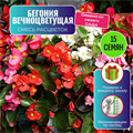 Бегония Вечноцветущая семена 15 шт со Своего Сада + Советы по Посеву + Подарок 10570