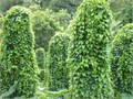 Диоскорея Ниппонская семена 5 шт + Бонус + Рекомендации по проращиванию 10573