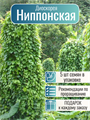 Диоскорея Ниппонская семена 5 шт + Бонус + Рекомендации по проращиванию 10573