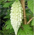 Момордика Белая семена 3 шт + Бонус + Рекомендации по посеву БЕСПЛАТНО! 10066
