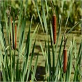 Камыш Болотный (Рогоз) семена 50шт + рекомендации по проращиванию + Подарок 10067