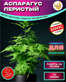Аспарагус Перистый Семена 10 шт + Бонус + Рекомендации по посеву БЕСПЛАТНО! 10069