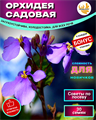 Орхидея Садовая семена 30 шт + Бонус + Рекомендации по проращиванию 10070