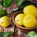 Алыча Желтая семена 5 шт + Бонус + Рекомендации по посеву 10013