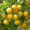 Алыча Желтая семена 5 шт + Бонус + Рекомендации по посеву 10013