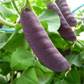 Горох Пурпурный Сладкий семена 5 шт + Советы по Посеву + Подарок 10075