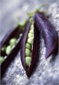 Горох Пурпурный Сладкий семена 5 шт + Советы по Посеву + Подарок 10075