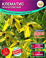 Клематис Пильчатолистный Семена 5 шт + Бонус + Рекомендации по посеву БЕСПЛАТНО! 10084
