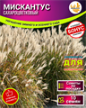 МИСКАНТУС Сахароцветковый Семена 10 шт + Бонус + Рекомендации по посеву БЕСПЛАТНО! 10085
