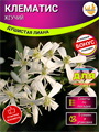 Клематис Жгучий Семена 5 шт + Бонус + Рекомендации по посеву БЕСПЛАТНО! 10090