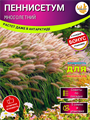Пеннисетум Семена 5 шт + Бонус + Рекомендации по посеву БЕСПЛАТНО! 10092