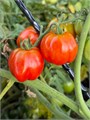 Томат Черри Аккордеон семена 10 шт + Бонус + Рекомендации по посеву БЕСПЛАТНО! 10017