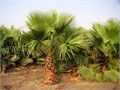 Пальма Вашингтония Робуста семена 3 шт + Советы по Посеву + Подарок - копия 10105