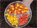 Китайский Перчик Чили МИКС семена 5 шт со Своего Огорода + Советы по Посеву + Подарок 10108