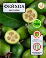 Фейхоа Акка Селлова семена 5 шт со Своего Огорода + Советы по Посеву + Подарок 10111