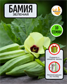 Бамия Зеленая семена 10шт со Своего Огорода + Советы по Посеву + Подарок 10113