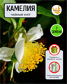 Чайная Камелия семена 3 шт Сбор 2023 + Советы по Посеву + Подарок 10115