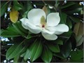 Магнолия Крупноцветковая семена 3 шт + Советы по Посеву + Подарок 10117