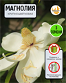 Магнолия Крупноцветковая семена 3 шт + Советы по Посеву + Подарок 10117