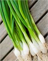 Лук Многолетний на Зелень семена 50шт со Своего Огорода + Советы по Посеву + Подарок 10122