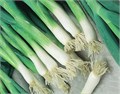 Лук Многолетний на Зелень семена 50шт со Своего Огорода + Советы по Посеву + Подарок 10122