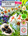 Чекалкин Орех / Ксантоцерас рябинолистный Орехи 5 шт + Советы по Посеву + Подарок 10125
