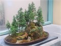 Мамонтово Дерево Бонсай семена 5 шт + Советы по Посеву + Подарок 10130