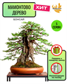 Мамонтово Дерево Бонсай семена 5 шт + Советы по Посеву + Подарок 10130